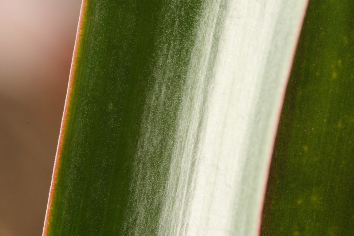 Dragon Tree Leaf